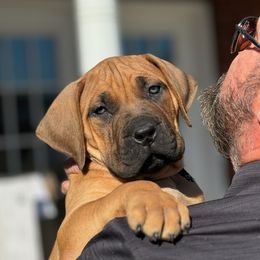 Boerboel Puppies from Erickson Ranch Boerboels