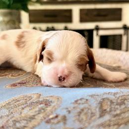 Big John - Blenheim male Cavalier King Charles Spaniel puppy in Hemphill, Texas from Toledo Bend Cavaliers
