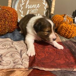 Shetland Sheepdog Puppies from Clark Kennel Shelties