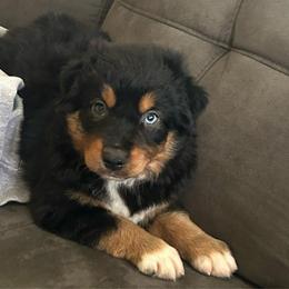 Scorpion - Black tri male Miniature Australian Shepherd puppy in Sulphur, Louisiana from Triple J Aussies and Corgis