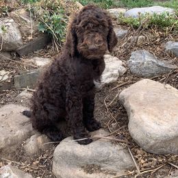 Poodle Puppies from Rocky Mountain Poodles