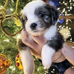 Australian Mountain Doodle, Bernedoodle, Companion Cross, and Shihpoo Puppies from Perfect Companion Puppies