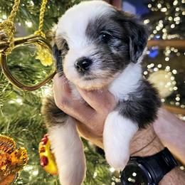 Australian Mountain Doodle, Bernedoodle, Companion Cross, and Shihpoo Puppies from Perfect Companion Puppies