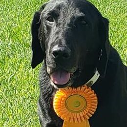 Labrador Retrievers from Rockin X