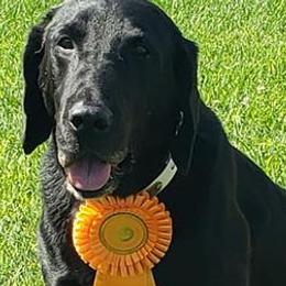 Labrador Retrievers from Rockin X