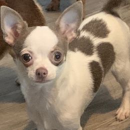 Buddy - Blue and white male Chihuahua puppy in New Port Richey, Florida from The Wolf Pack