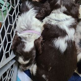 English Springer Spaniel Puppies from Savannah River Springers