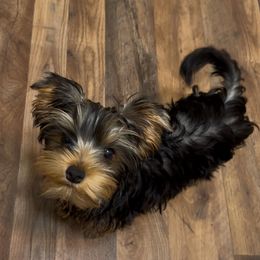 Faden - Black and tan male Yorkshire Terrier puppy in South Coffeyville, Oklahoma from Nicki's Yorkies