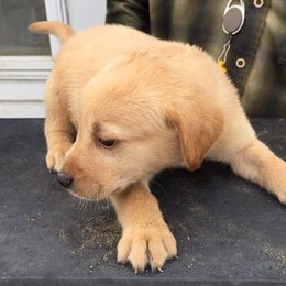 Labrador Retrievers from Peach's Pup Palace