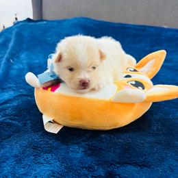 Ollie - Cream male Pomeranian puppy in Green Cove Springs, Florida from Natasha's Ark of Joy