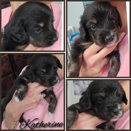 Katherine - Black female Double Doodle puppy in Prescott Valley, Arizona from Ramirez Family Doodles
