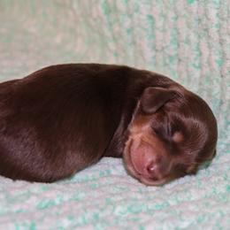 Berma - Chocolate and tan male Dachshund puppy in Coldwater, Mississippi from Mississippi Shorties Miniature Dachshunds