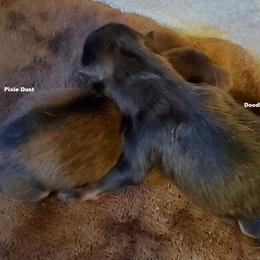 Pixie Dust (AKC) - Orange sable female Pomeranian puppy in West Newton, Pennsylvania from Donna's Pomeranians