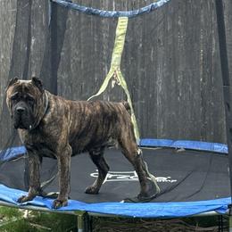 Cane Corso from Mass Cane Corso