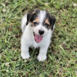 Russell Terrier Puppies from Norvell Kennels