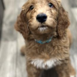 Forky-light blue collar-1 open spots left - Red  male Goldendoodle puppy in Chino Valley, Arizona from Whiskey Row Royals