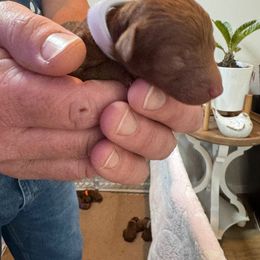 Boy 6 - male Poodle puppy in Olympia, Washington from Che Bella Amore Lagotti