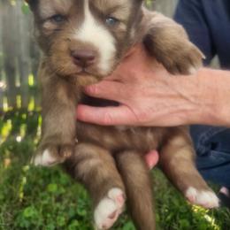 Oscar - Red and white male Siberian Husky puppy in Louisville, Kentucky from Wild Hunt Huskies