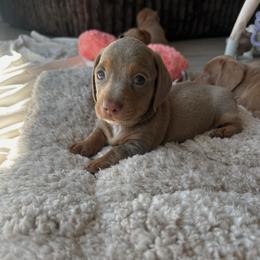 Miles - Fawn (isabella) and tan male Dachshund puppy in San Diego, California from Enchantables