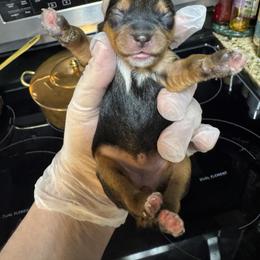 Pipper - Black & tan tri-color female Morkie puppy in Decatur, Texas from Melanie's Morkies