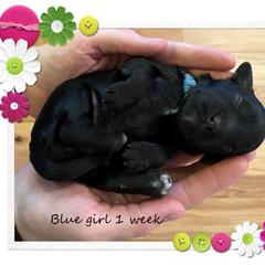 Australian Cobberdog Puppies from MountainAyres