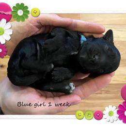 Australian Cobberdog Puppies from MountainAyres