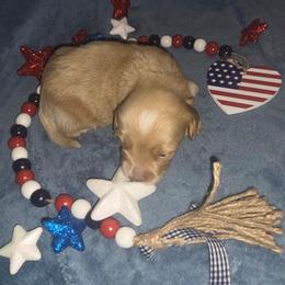 Wicket - Cream male Aussiedoodle puppy in Cumberland, Rhode Island from W Doodle Crew