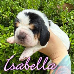 Basset Hound Puppies from Kara Bellow