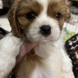 Perrier - Blenheim male Cavalier King Charles Spaniel puppy in North Bay Village, Florida from Cynthia's Cavaliers