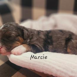 Bernedoodle and Irish Doodle Puppies from Willow-Be Doodles