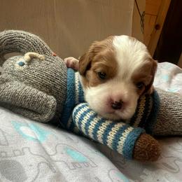 Hank - Blenheim male Cavalier King Charles Spaniel puppy in Pennsylvania from Julie's Cavalier King Charles Spaniels