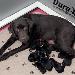 Male Puppy Spot - Black male Labrador Retriever puppy in Millville, New Jersey from Puzzles Labradors