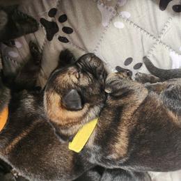 Honey - Sable female German Shepherd puppy in Harwood, Maryland from Reddington Shepherds