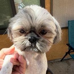 Benny - Blue male Shih Tzu puppy in Victorville, California from RUMBLE n TUMBLE