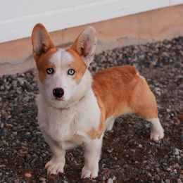 Blaze - Pembroke Welsh Corgi
