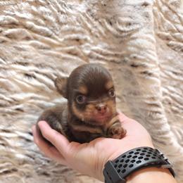 Clarice chocolate, tan boy - Chocolate and tan male Chihuahua puppy in Richmond, Virginia from Breens