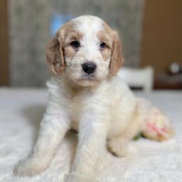 Buttercup - Yellow and white female Bernedoodle puppy in Osage City, Kansas from Golden Ridge Goldens