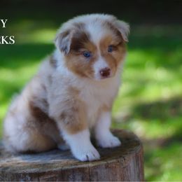 Sleepy - Australian Shepherd puppy in Coldwater, Michigan from Northern Star Australian Shepherds