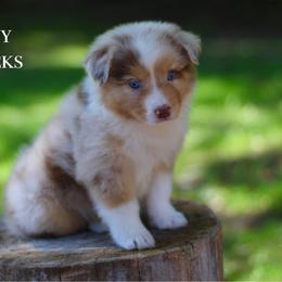 Sleepy - Australian Shepherd puppy in Coldwater, Michigan from Northern Star Australian Shepherds