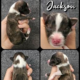 Jackson - Sable and white male Shetland Sheepdog puppy in Lebanon, Tennessee from Henotic Homestead's Shetland Sheepdogs