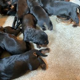 Boy 4 - Black and tan male Gordon Setter puppy in Gordonville, Pennsylvania from Blue Ribbon Setters