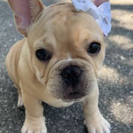 Mila - French Bulldog