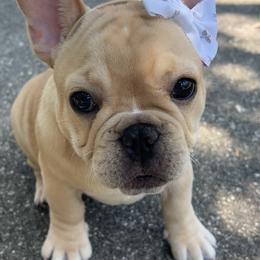 Mila - French Bulldog