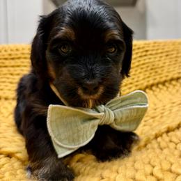 Snickers The Ultra Mini Bernedoodle Tri-Color - Tri-color male Bernedoodle puppy in Herriman, Utah from Rose Canyon Doodles