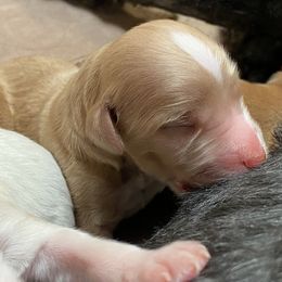 Goldendoodle Puppies from Goldendoodles on the Hill