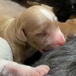 Goldendoodle Puppies from Goldendoodles on the Hill