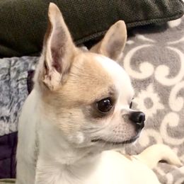Liam - Chihuahua