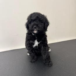 Max - Black male Bernedoodle puppy in Gainesville, Florida from Pet Inn Xxweetdoodles