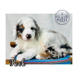 Rook - Merle male Bernedoodle puppy in Belleville, Michigan from Moose Tracks Bernedoodles