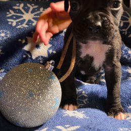 Yellow - Brindle female Boxer puppy in Caspian, Michigan from Andrus Family Boxers